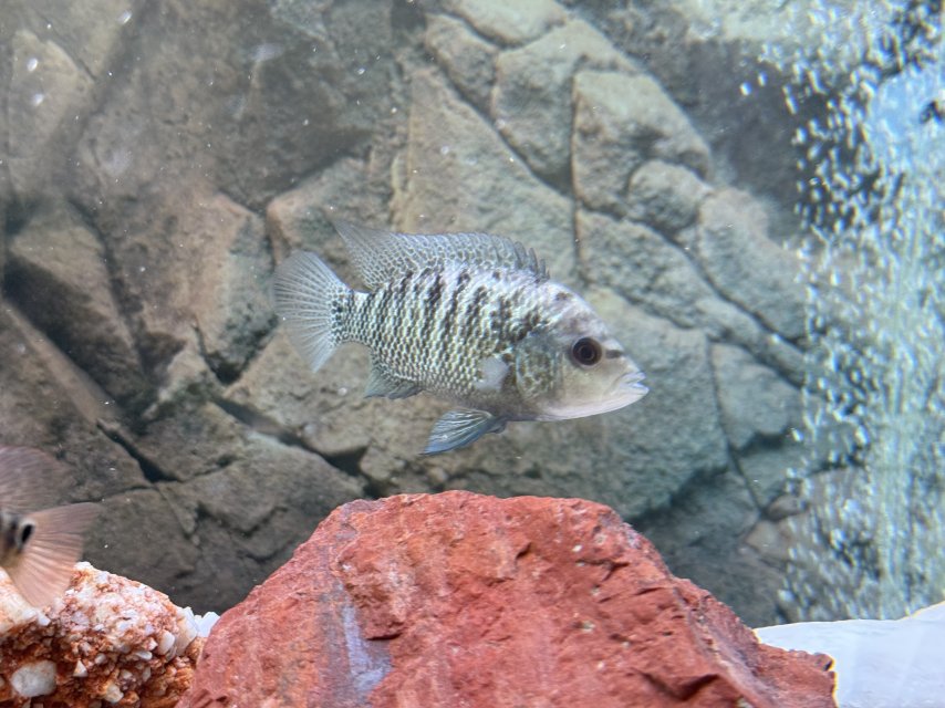 IMG_1584.jpeg IMG_1584.jpeg