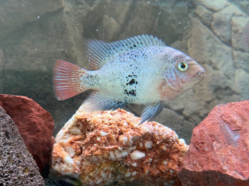 IMG_1601.jpeg IMG_1601.jpeg