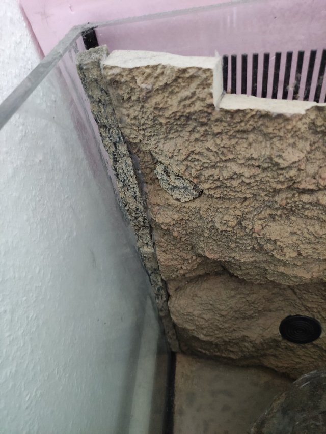 IMG_20250410_174310.jpg IMG_20250410_174310.jpg