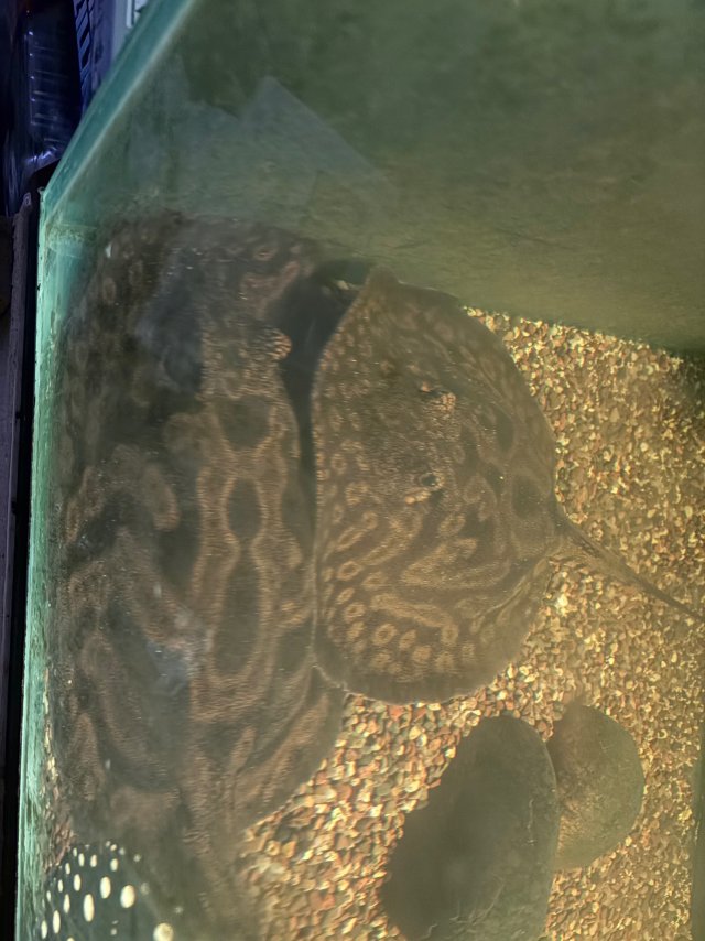 IMG_4050.jpeg IMG_4050.jpeg