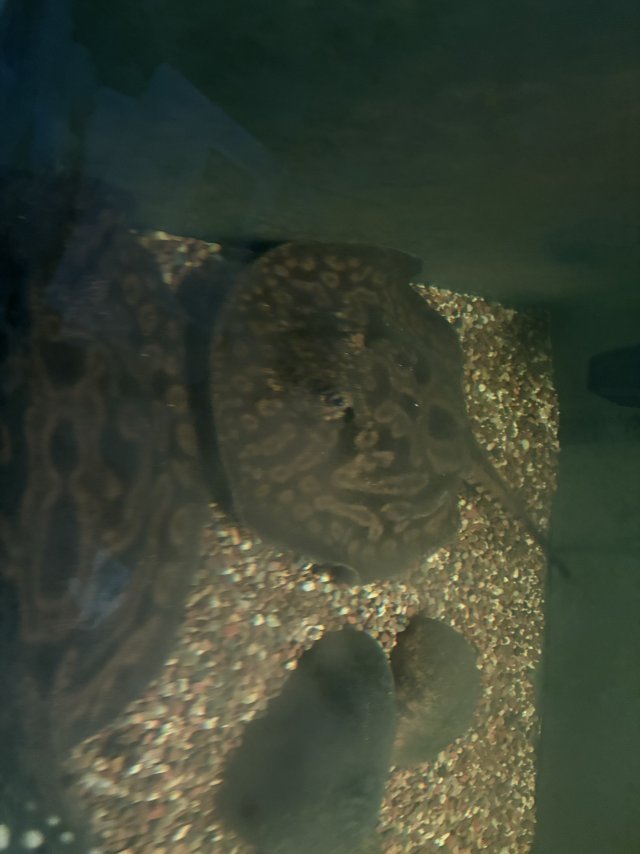 IMG_4049.jpeg IMG_4049.jpeg