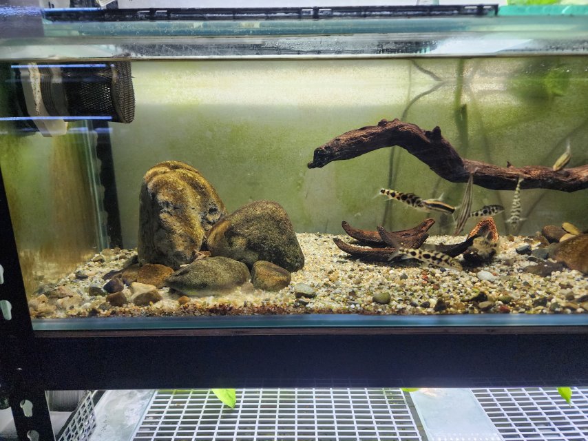 Rack Redo April 2025 Lepronis Anostomus Tank 1.jpg