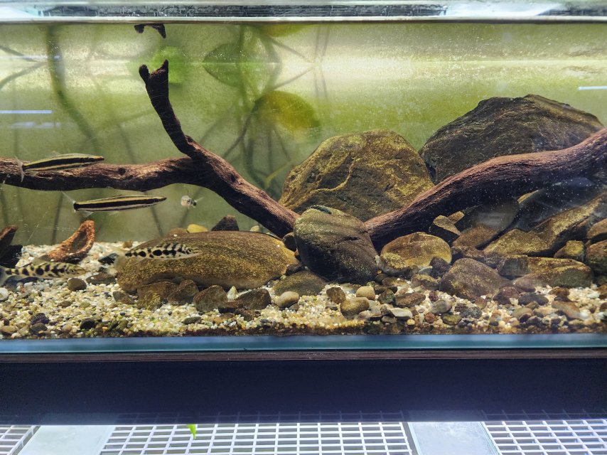 Rack Redo April 2025 Lepronis Anostomus Tank 2.jpg