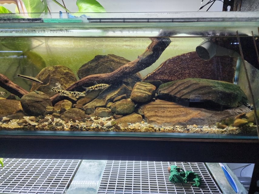 Rack Redo April 2025 Lepronis Anostomus Tank 3.jpg