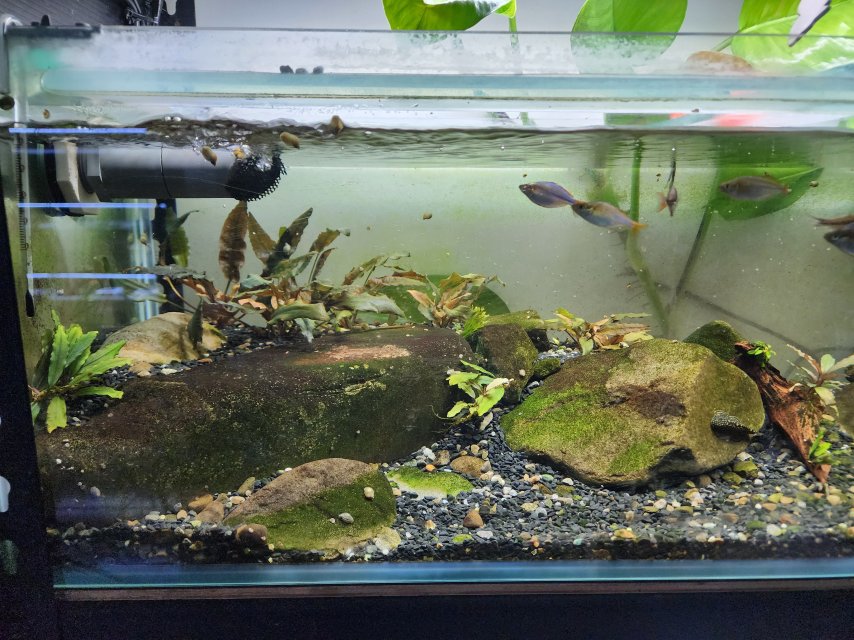 Rack Redo April 2025 Rainbow Panda Garra Tank 1.jpg