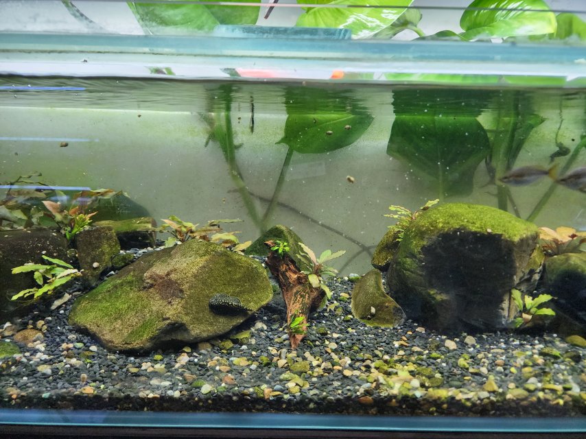 Rack Redo April 2025 Rainbow Panda Garra Tank 2.jpg