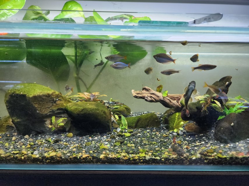 Rack Redo April 2025 Rainbow Panda Garra Tank 3.jpg
