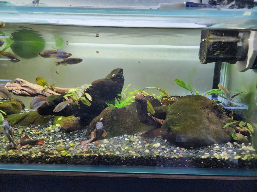 Rack Redo April 2025 Rainbow Panda Garra Tank 4.jpg
