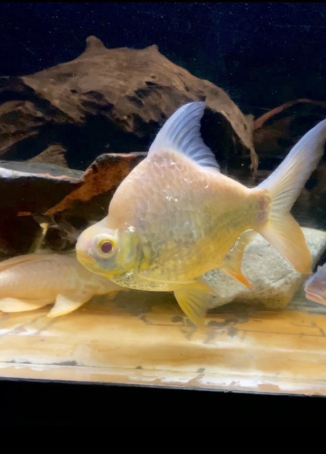 IMG_6419.jpeg IMG_6419.jpeg