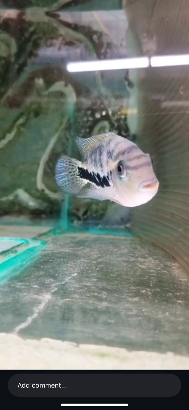 IMG_7307.png IMG_7307.png