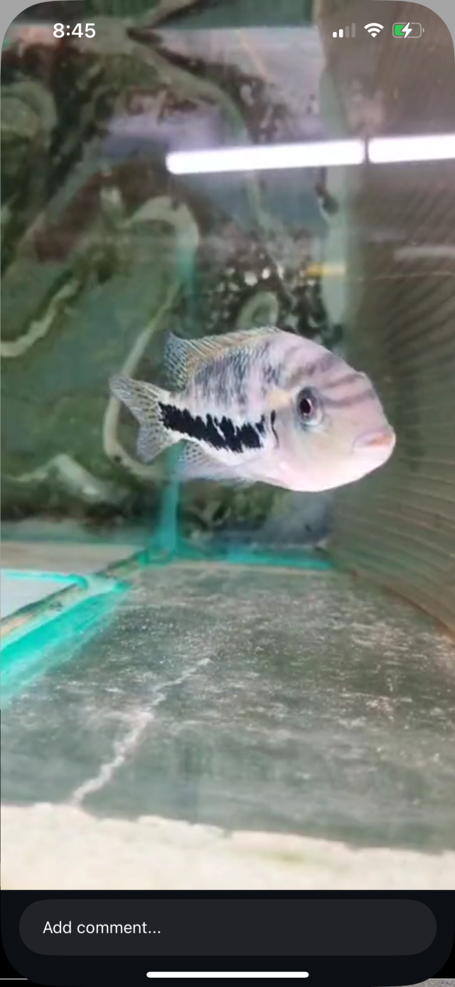 IMG_7306.png IMG_7306.png