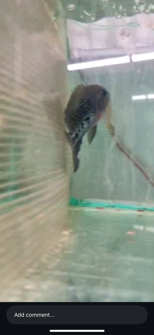 IMG_7304.png IMG_7304.png