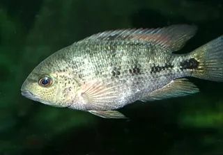 1744995747978.png 1744995747978.png