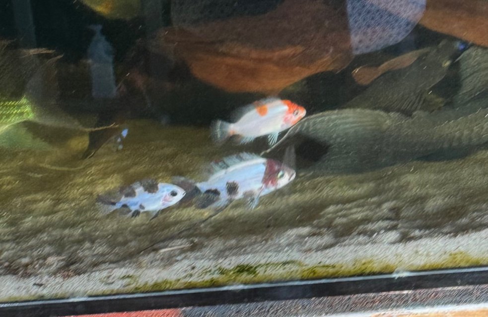 IMG_6273.jpeg IMG_6273.jpeg