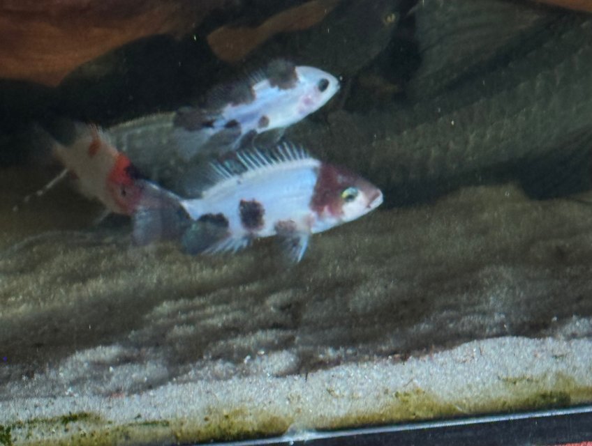 IMG_6274.jpeg IMG_6274.jpeg