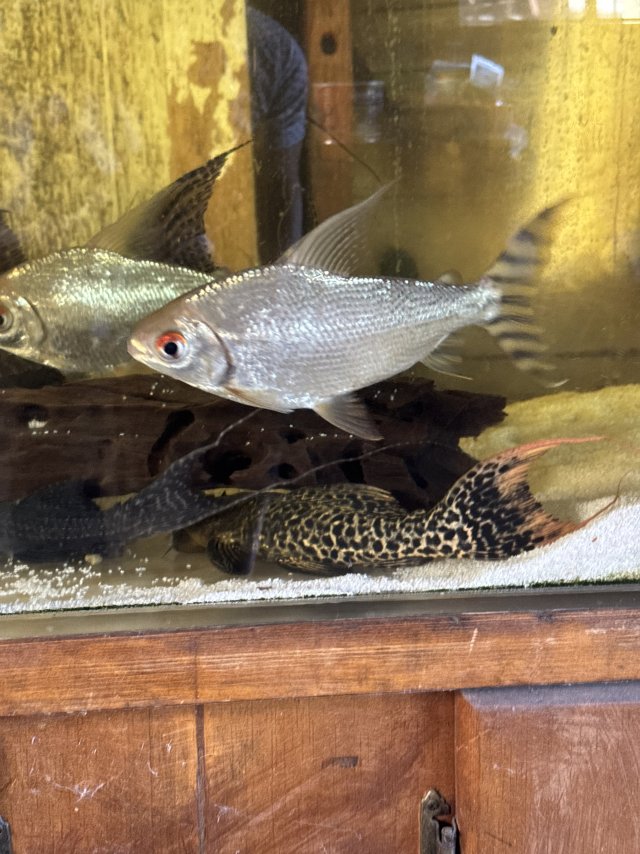 IMG_6272.jpeg IMG_6272.jpeg