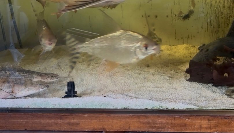 IMG_6284.jpeg IMG_6284.jpeg