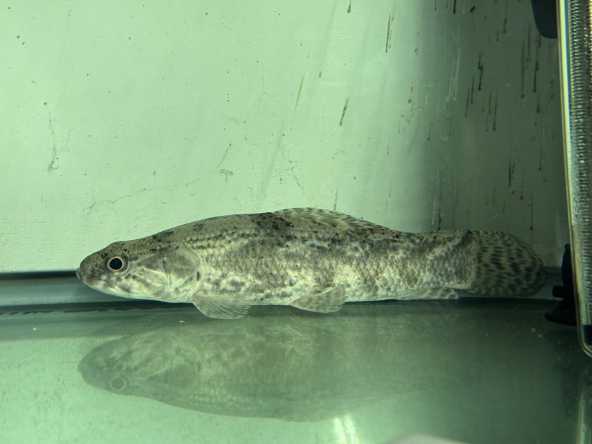 IMG_6197.jpeg IMG_6197.jpeg