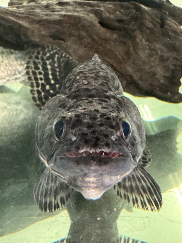 IMG_6200.jpeg IMG_6200.jpeg