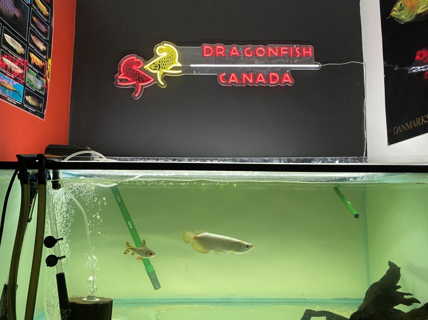 IMG_0115.JPG IMG_0115.JPG