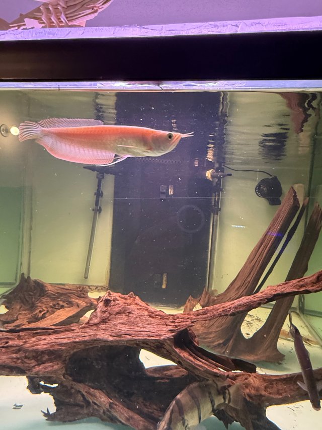 IMG_8344.jpeg IMG_8344.jpeg