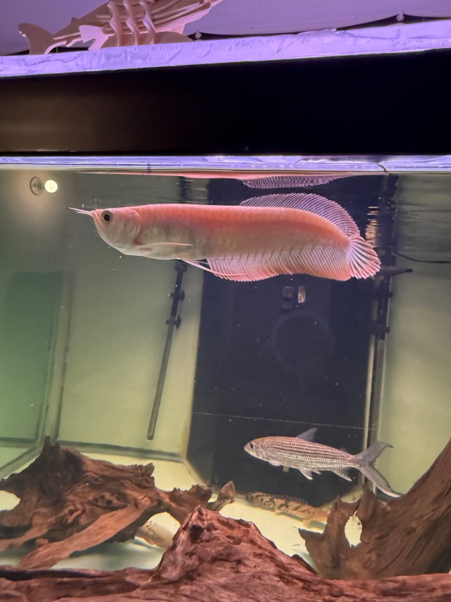 IMG_8332.jpeg IMG_8332.jpeg