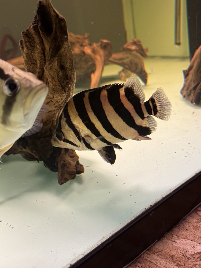 IMG_8257.jpeg IMG_8257.jpeg