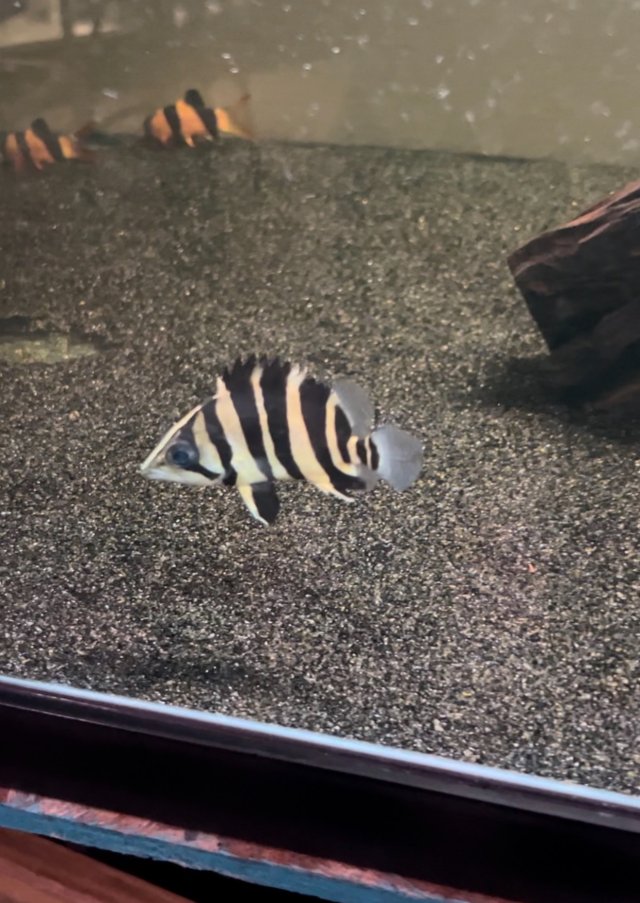 IMG_8356.jpeg IMG_8356.jpeg