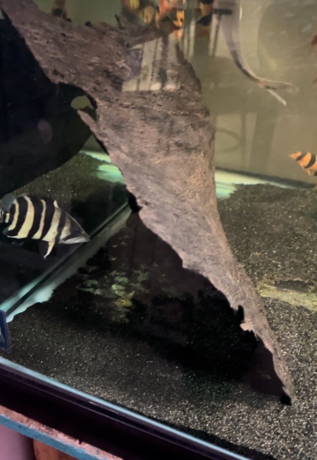 IMG_8357.jpeg IMG_8357.jpeg