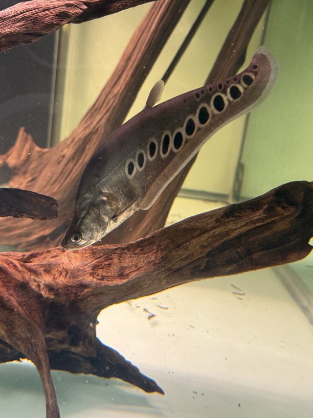 IMG_8331.jpeg IMG_8331.jpeg