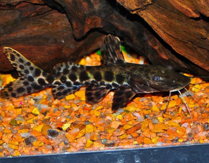 IMG_8358.jpeg IMG_8358.jpeg