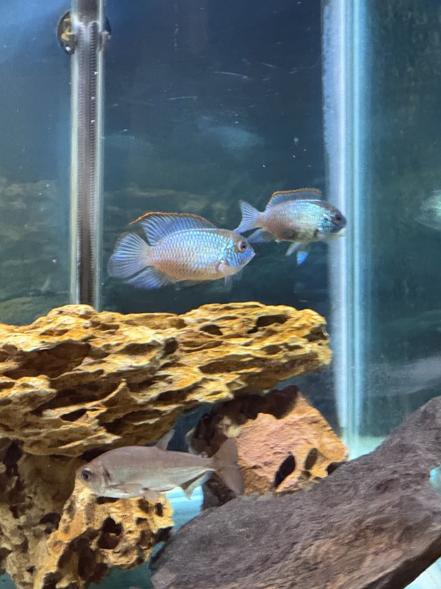 IMG_8309.jpeg IMG_8309.jpeg