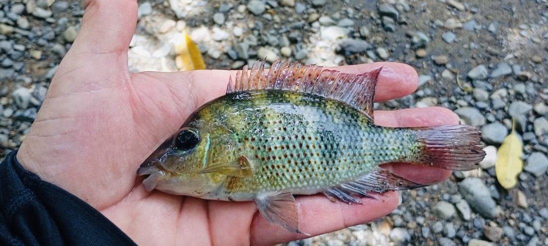 9b37fd6a-3451-4df9-8080-1d0799e9fb07.jpeg 9b37fd6a-3451-4df9-8080-1d0799e9fb07.jpeg