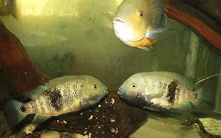 1745364050334.png 1745364050334.png