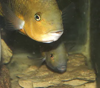 1745364091032.png 1745364091032.png