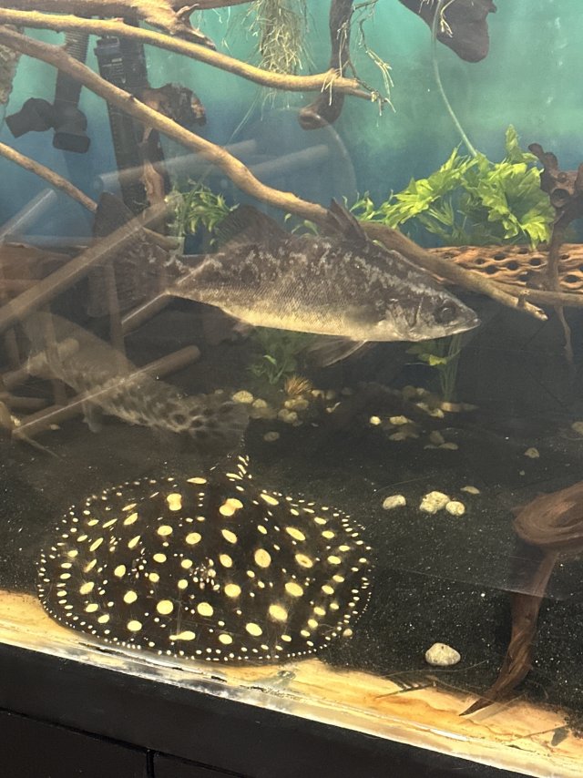 75549891311__177B7492-2218-42EB-BBFC-8E2C977ABC16.jpeg 75549891311__177B7492-2218-42EB-BBFC-8E2C977ABC16.jpeg