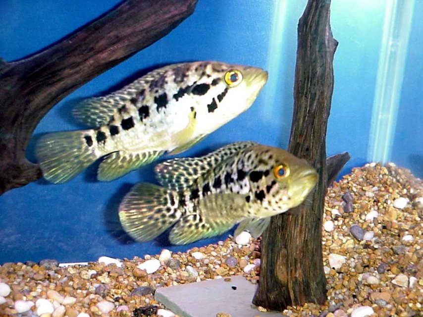 Pair.jpg