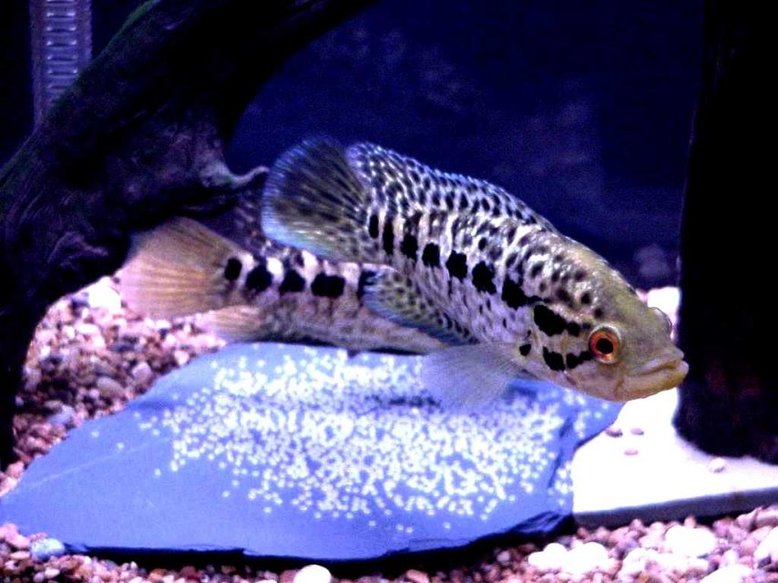 Pair with Eggs.jpg
