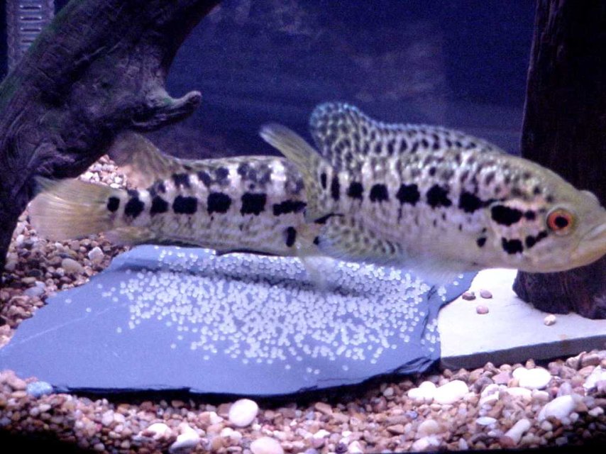 Pair with Eggs2.jpg