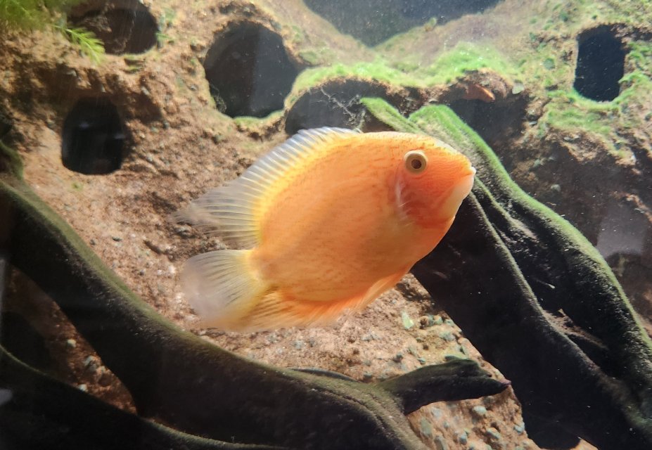 Male Sev1 (75).jpg