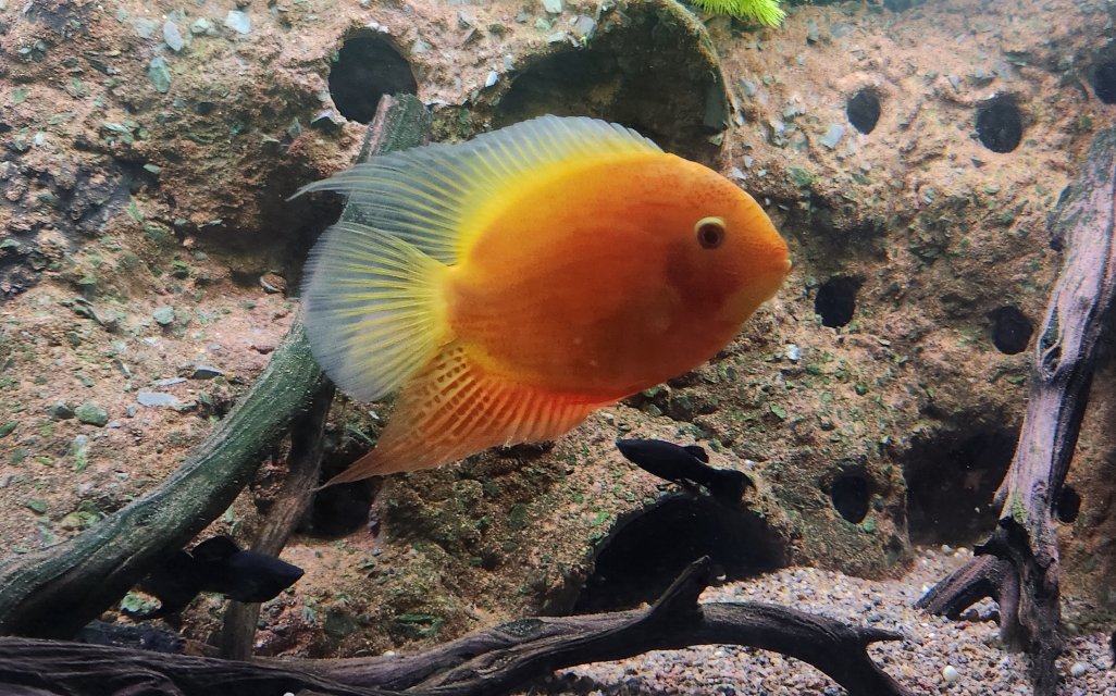 Male Sev2 (40).jpg