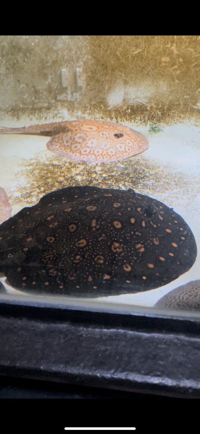 99E31254-E35E-42AC-AE95-241148A49D96.png 99E31254-E35E-42AC-AE95-241148A49D96.png