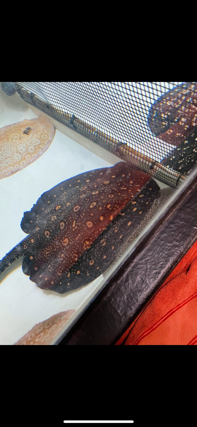 C4D40588-9D8A-4CB2-85BE-CF1C574D2CAA.png C4D40588-9D8A-4CB2-85BE-CF1C574D2CAA.png