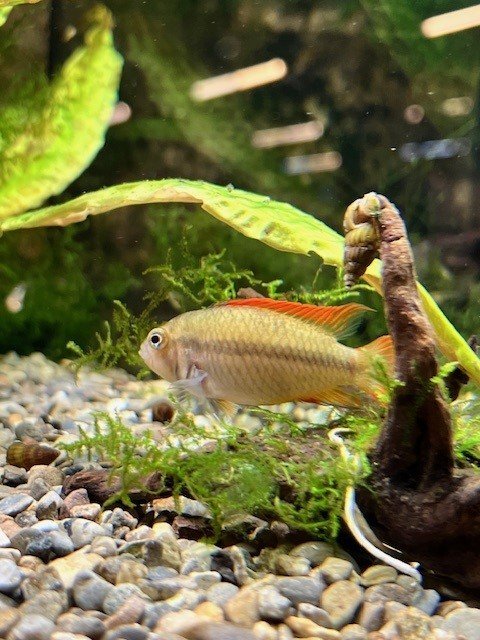 Apisto pic.jpg