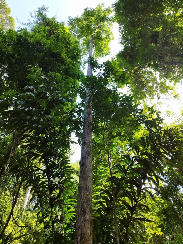 forest.1.jpg