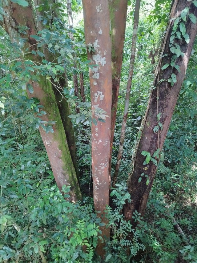 forest.4.jpg