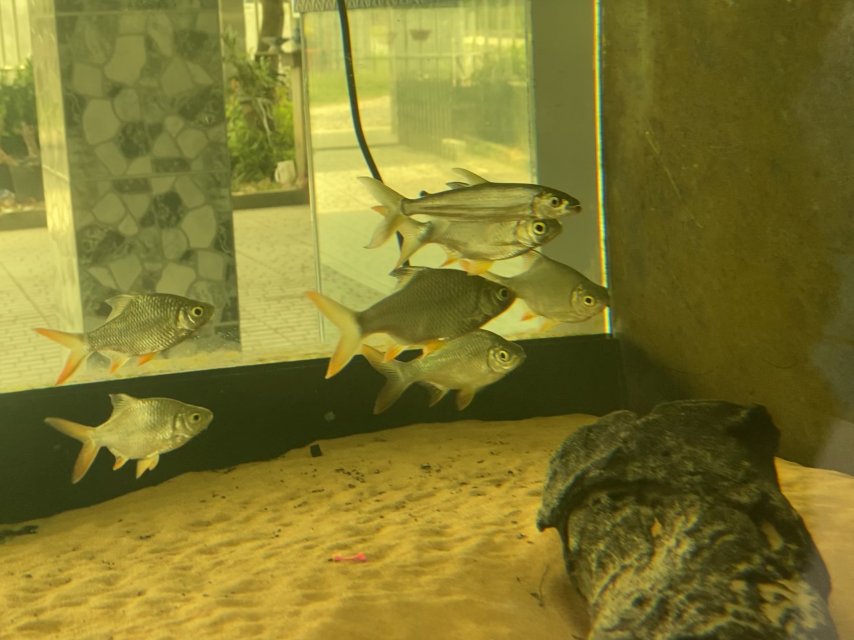 wqsHY8G.jpeg wqsHY8G.jpeg