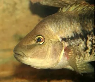 1746984289813.png 1746984289813.png