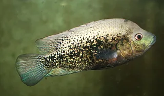 1746984374396.png 1746984374396.png