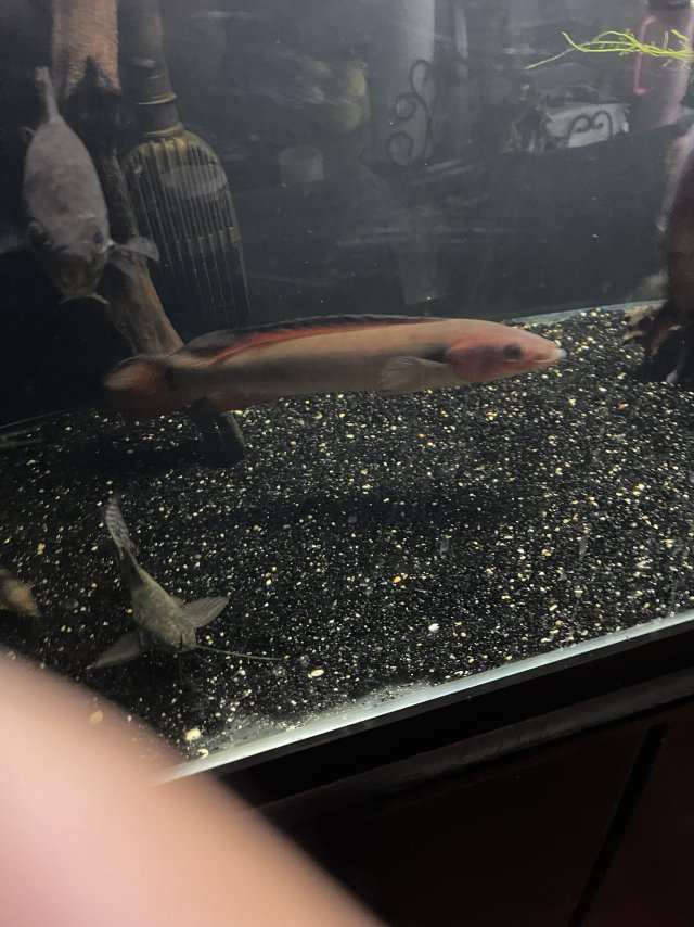 IMG_5583.jpeg IMG_5583.jpeg